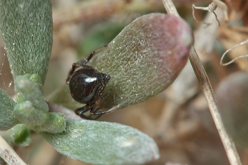 Acaro ? No. Euryopis episinoides - Malta